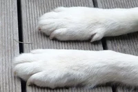 A White paw disease 