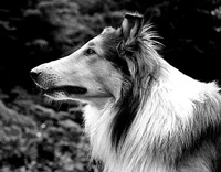 Help II dog