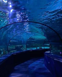 -The Aquarium-