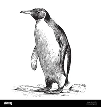 Penguin Life