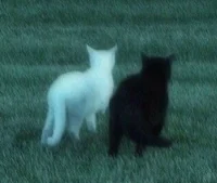 A M3D CATZ H3RBZ