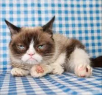 Grumpy cat