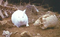 Killer Rabbit
