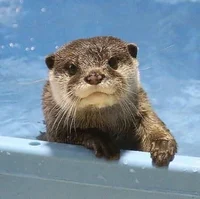 Otter
