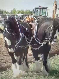 Cart horses