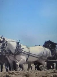 Cart horses