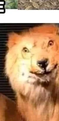 Fav characters house