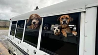 Dog school bus