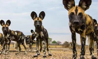 Rabid Wild Dogs