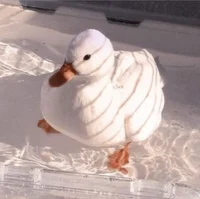 Pet Call Duck