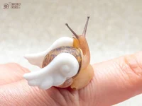 Flying Snail
