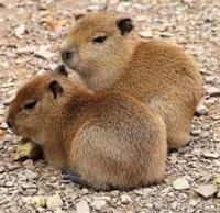 ll CAPYBARA ll