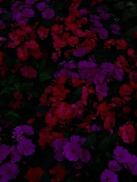 Amaryllis