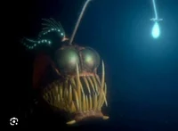 Angler fish