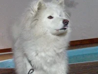 Samoyed Dog