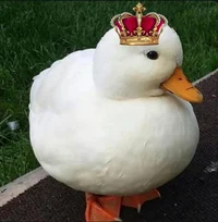 King Duck