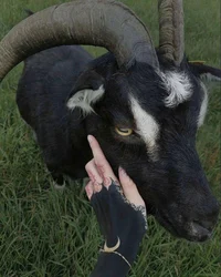 Opal the sparklewolf