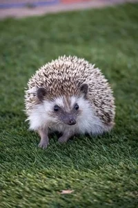 hedgehog