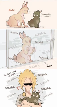 Rabbit BKDK 