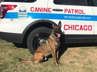 K 9 Unit Chicago PD
