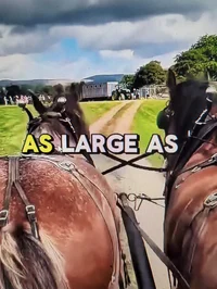 Cart horses