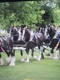 Cart horses