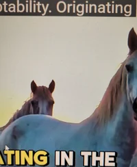 Horses