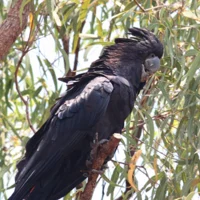 Banks Black Cockatoo