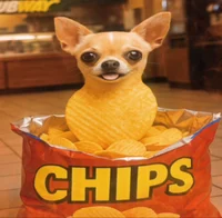 ChihuahuasitChipsito