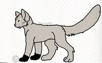 IvoryStar
