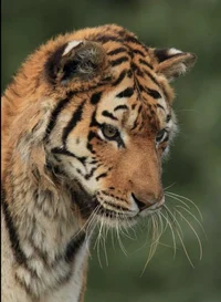Adolescent Tiger