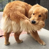 3D-D