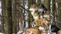 The Wolf Pack 