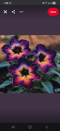 GalaxyFlowers Tickle