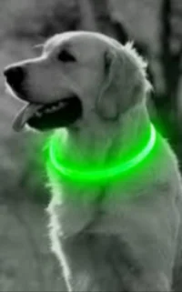 A glowing dog collar