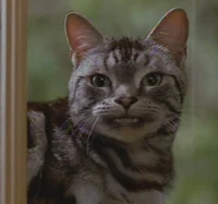 Monty the Cat