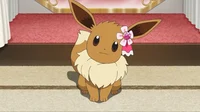 Female Eevee 