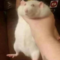 Rat - Pet