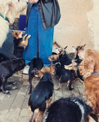 Adopt a dog 