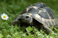 Tortoise
