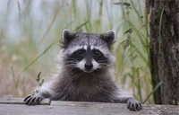 Raccoon