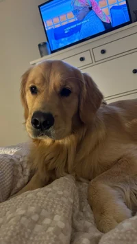 Golden Retriever 