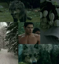 Twilight wolf pack