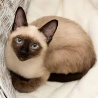 Siamese Cat
