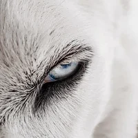 White wolf hybrid 
