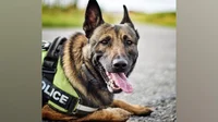 Police K9