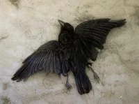 o corvo morto