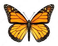 VERY COOL BUTTERFLY