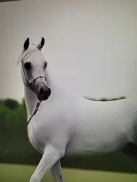 Arabian horse