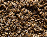 Ten Thousand Bees